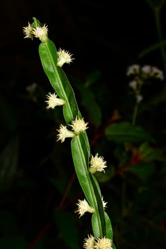 Baccharis trimera