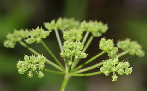 meadow-parsnip
