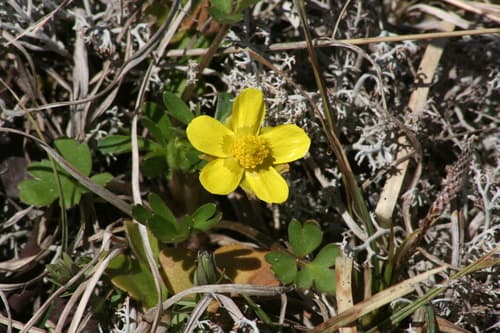 Early Buttercup