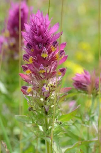 Field Cow-wheat