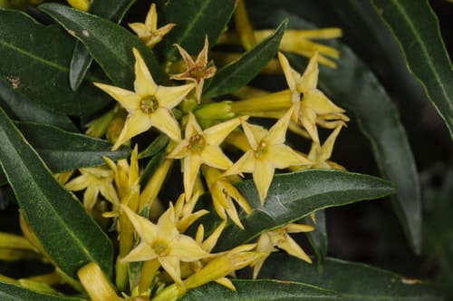 Green Cestrum Bonsai