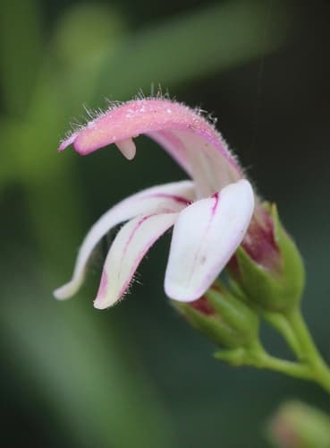 Bush Beardtongue