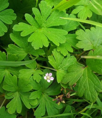 Australasian Crane's-bill