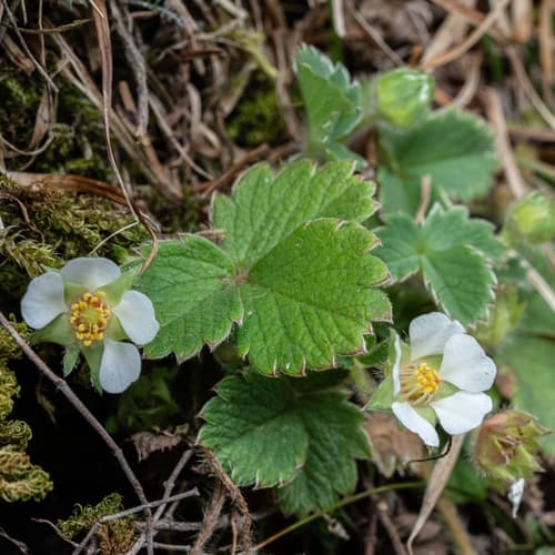 Barren Strawberry