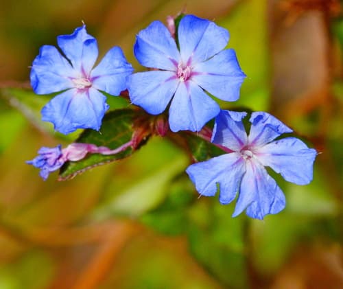 Blue Leadwort Bonsai