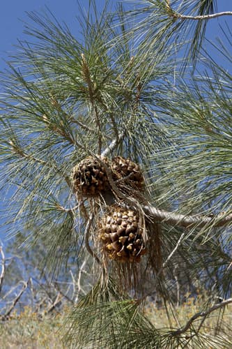 Gray Pine