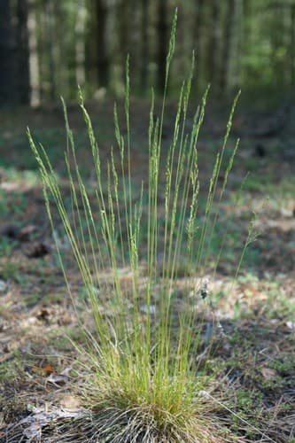 Sheep's Fescue