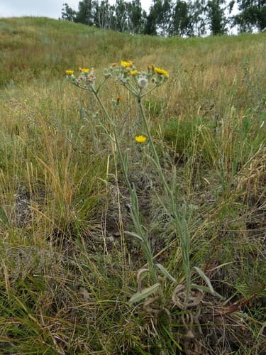 Pilosella echioides