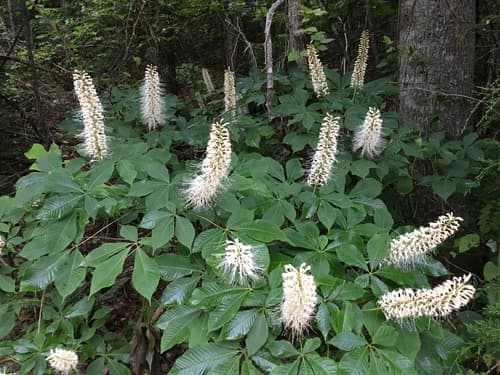 Bottlebrush Buckeye Bonsai