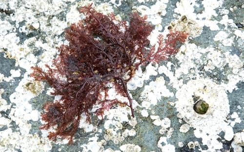 Plocamium pacificum