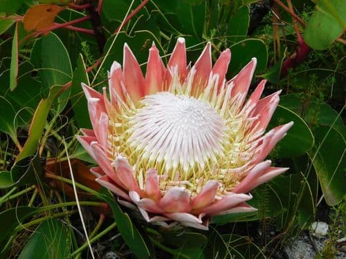 King Protea Bonsai