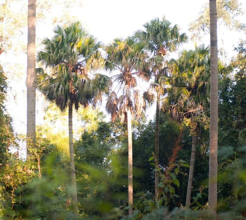 Australian Fan Palm