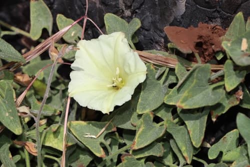 Western morning glory
