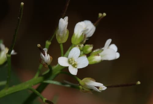 Nursery bittercress