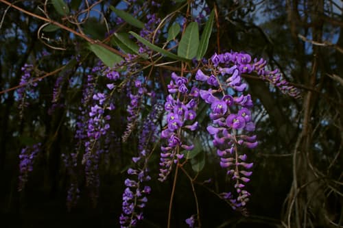 False Sarsaparilla