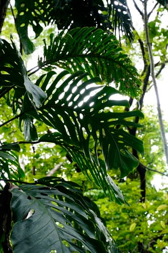 Shingles Plant