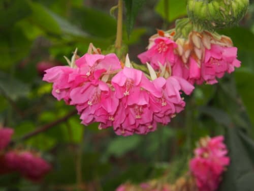 Pinkball Bonsai