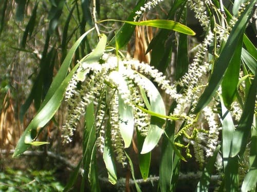 Maiden's Wattle