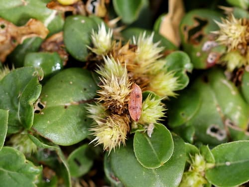 creeping chaffweed