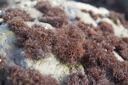 Scouring-pad alga
