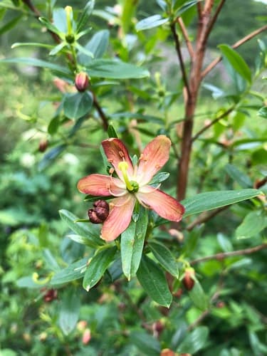 Copperbush Bonsai