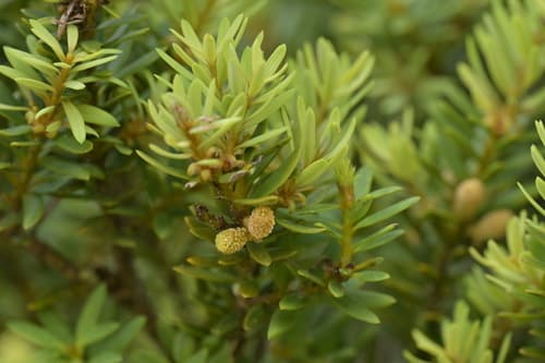 Hall's Totara