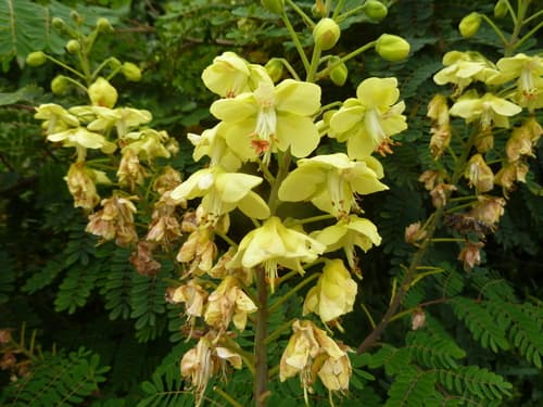 Mysore Thorn