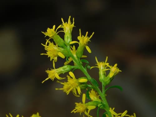 Slender Goldenrod