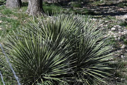 Buckley's Yucca