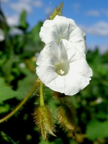 Egyptian woodrose