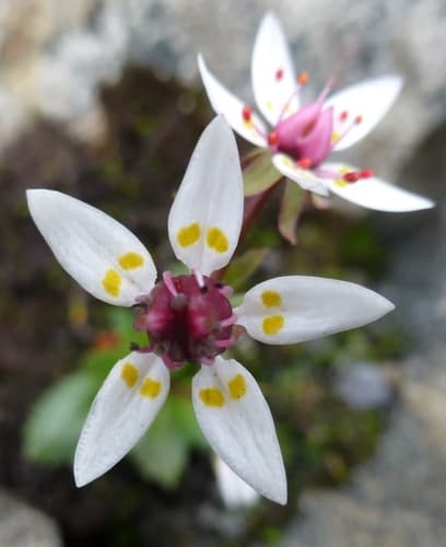 Hairy Kidney-wort