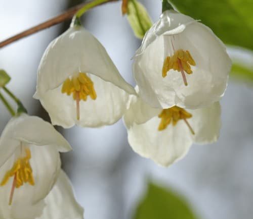 Mountain Silverbell