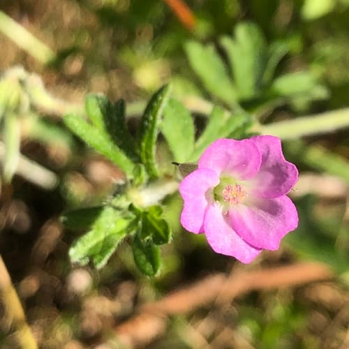 Solander's geranium