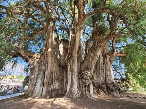 Montezuma Cypress