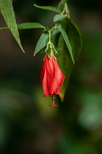 Sleeping Hibiscus