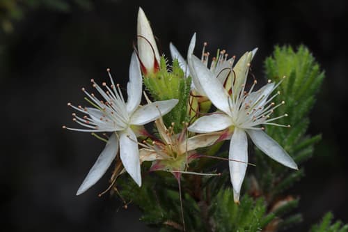 Fringe Myrtle