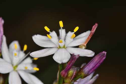 Kerry Lily