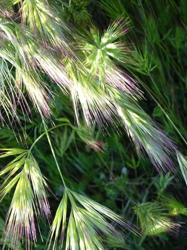 Compact Brome