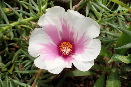 Moss Rose