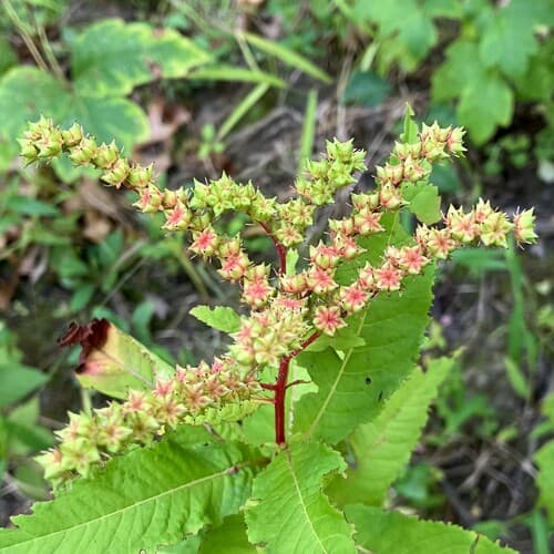 Ditch Stonecrop