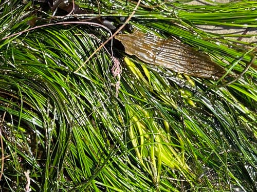 Torrey's Surfgrass
