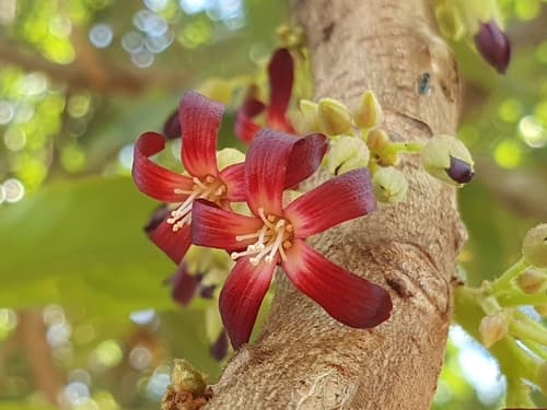 Bilimbi