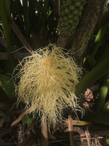 Toquilla Palm