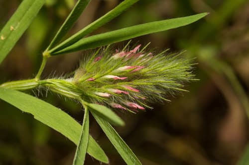 Narrow-leaved clover