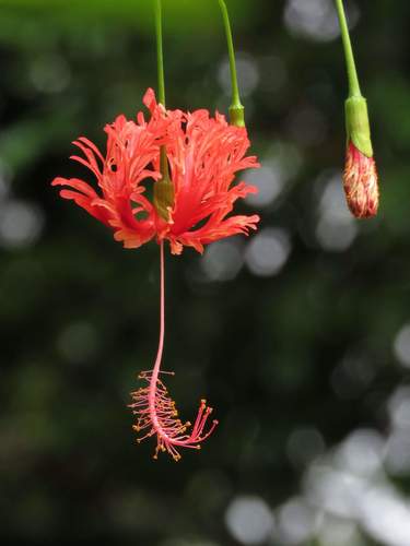Spider Hibiscus