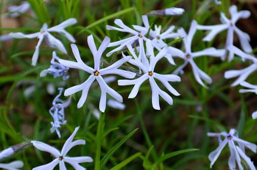 cleft phlox