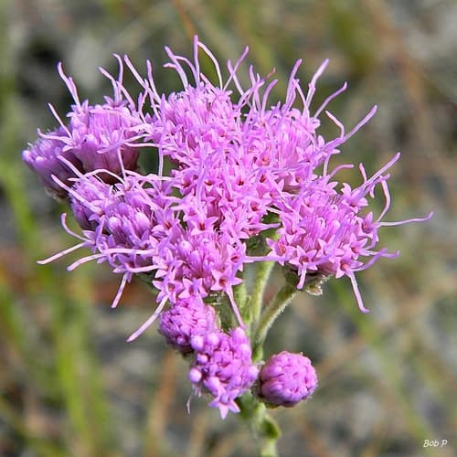 Coastalplain Chaffhead