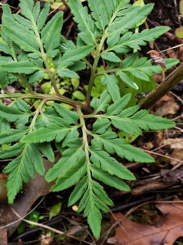 Cutleaf Grapefern