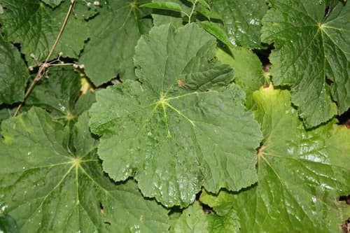 Hairy Alumroot