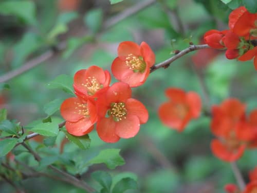 Japanese Quince Bonsai